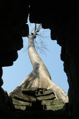 tree roof.JPG